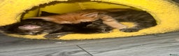 Maine Coon cats for sale: Maincoone kittens - Advert 5