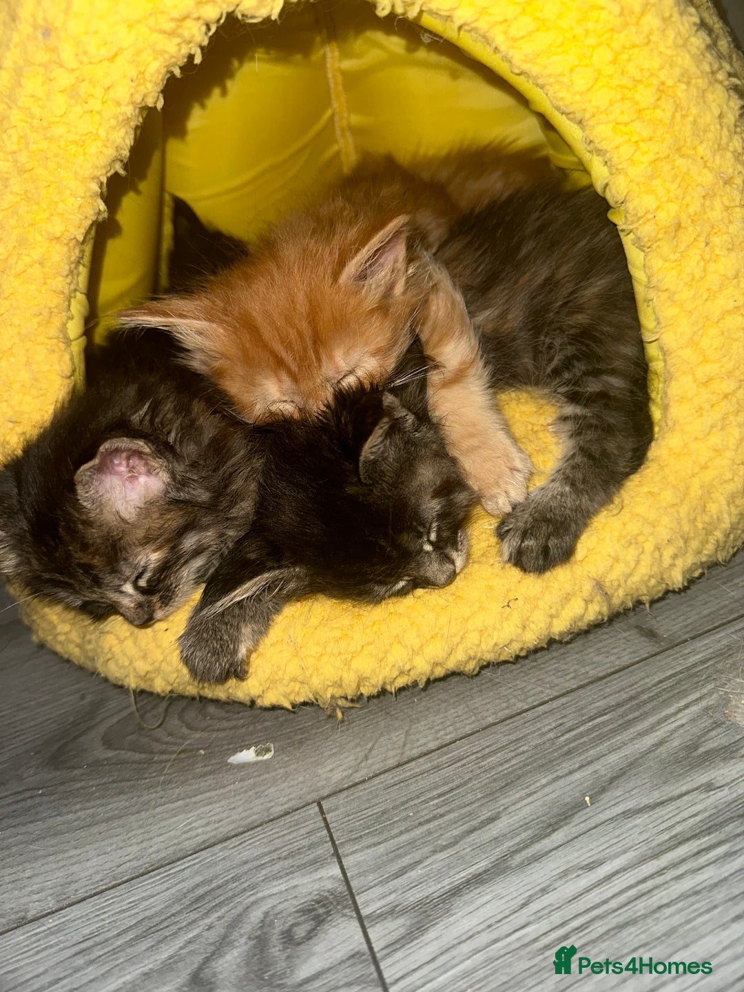 Maine Coon cats for sale: Maincoone kittens - Advert 5