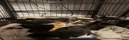 Mixed Breed cats for sale: 4 gorgeous black female kittens 🖤 - Advert 14