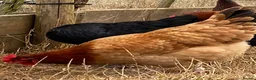 Chickens poultry for sale: Beautiful hybrid hens POL - Advert 7