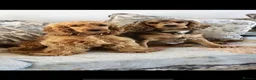 Cocker Spaniel dogs for sale: ⭐️ health tested Show cockers ⭐️ - Advert 5