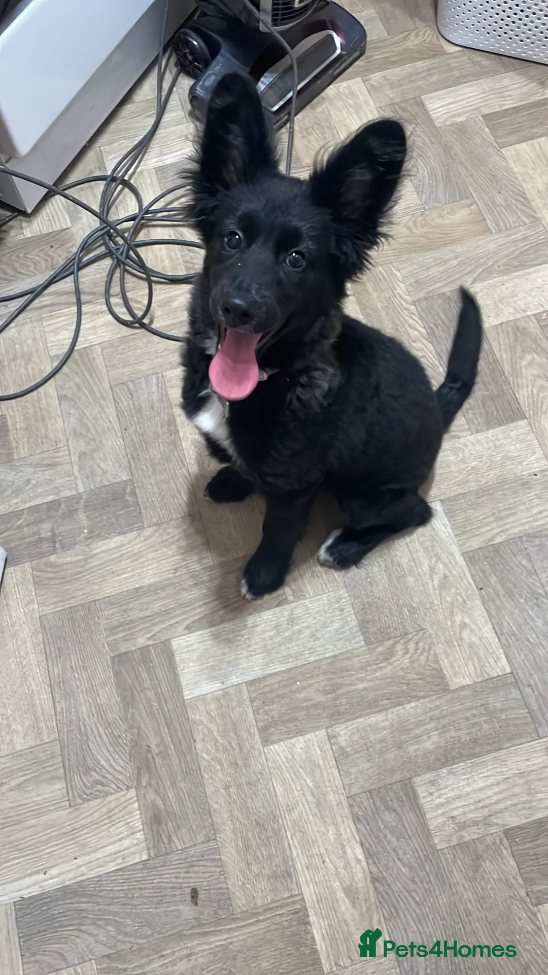 Mixed Breed dogs for sale: Beautiful girl  - Advert 11