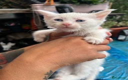Siamese cats for sale: 5 Siamese and Turkish Angora kittens - Image 5