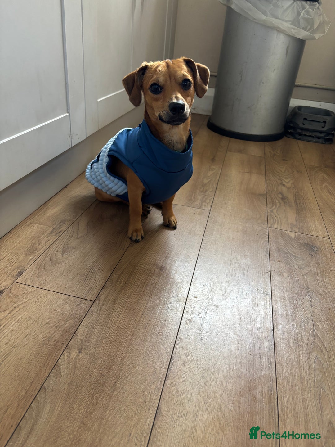 Chiweenie dogs for sale: Milo for sale  - Advert 1