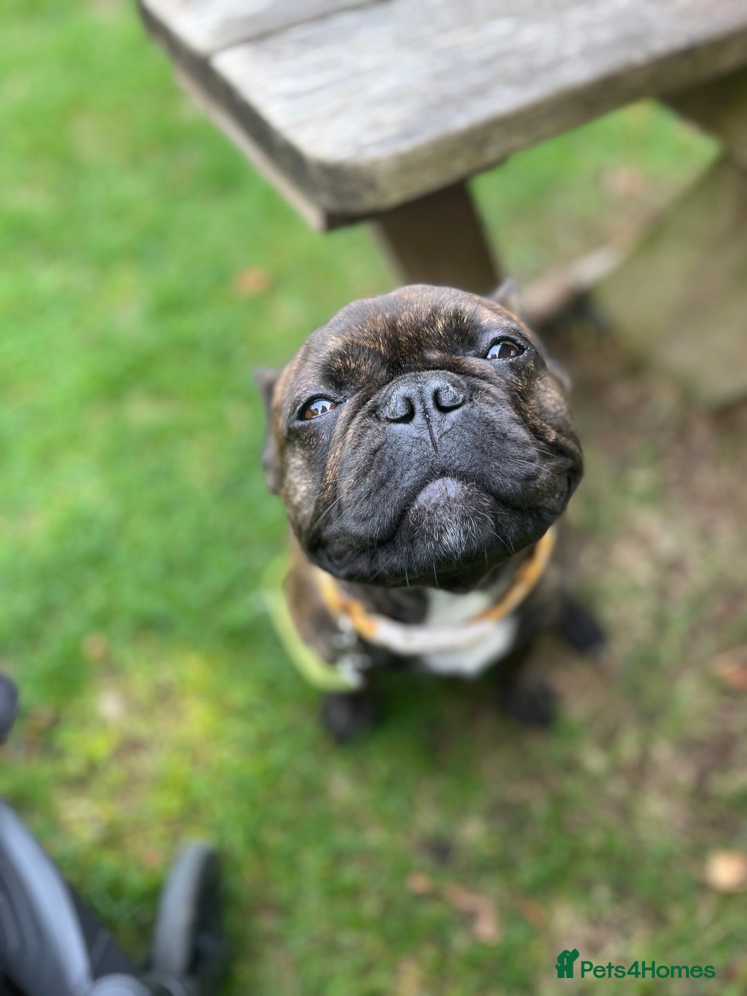 French Bulldog dogs for sale: French bulldog 1 year old  - Image 2