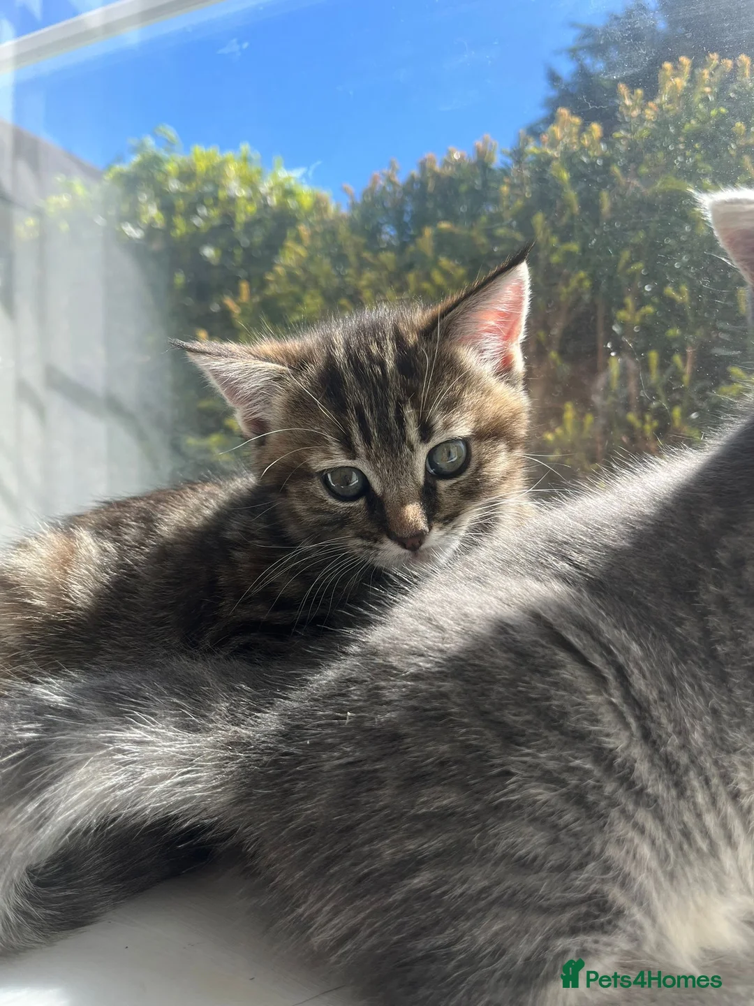 British Shorthair cats for sale: Ready in Pairs — 4 Beautiful BSH Kittens - Advert 2