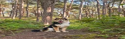 Shepsky dogs for sale: German Shepard X husky in Liverpool - Advert 3