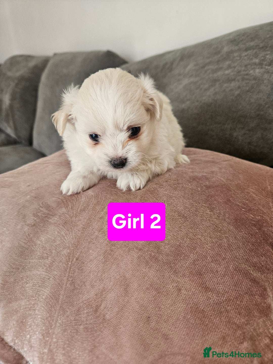 Maltipoo dogs for sale: F1 dna tested maltipoos - Image 8