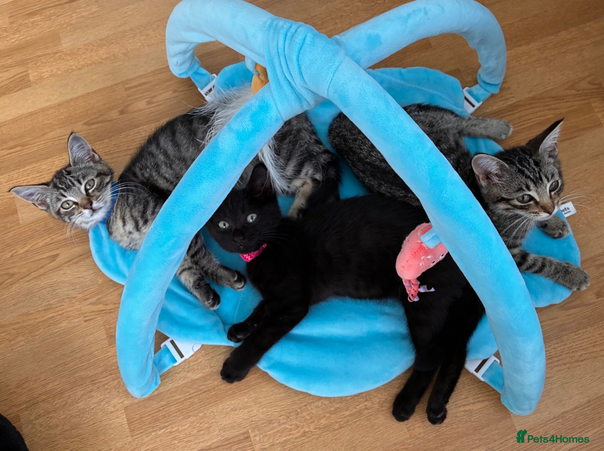 Mixed Breed cats Beautiful Kittens for sale - Advert 20