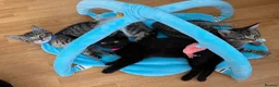 Mixed Breed cats for sale:  Kittens - Advert 6