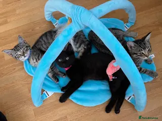 Mixed Breed cats Beautiful Kittens for sale - Advert 4