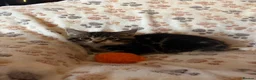 Mixed Breed cats for sale: Stunning kittens ready now - Advert 10