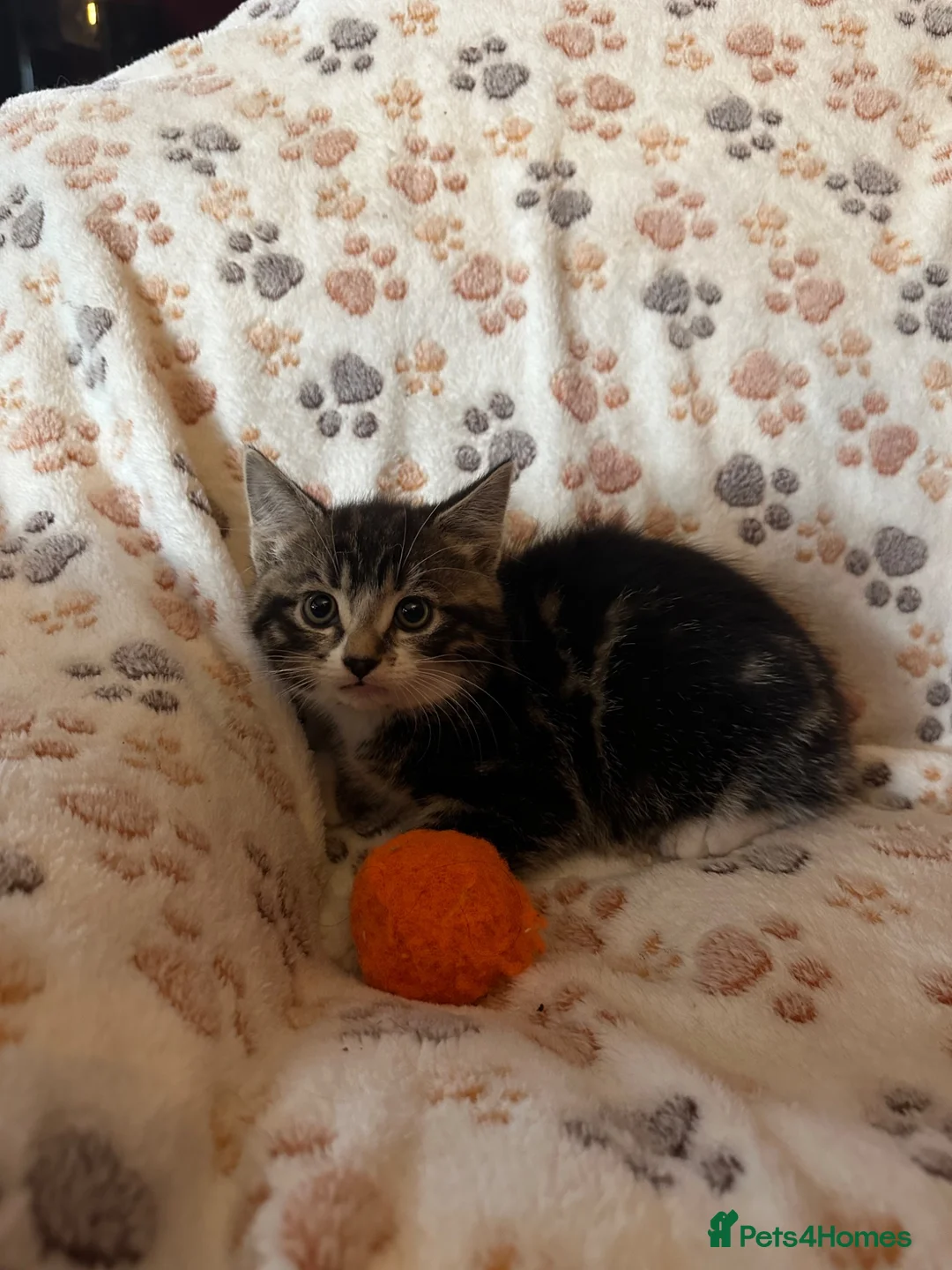 Mixed Breed cats for sale: Stunning kittens ready now - Advert 10