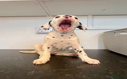 Dalmatian dogs for sale: 🐶 Two Beautiful Dalmatian Puppies!! 🐶  - Image 3