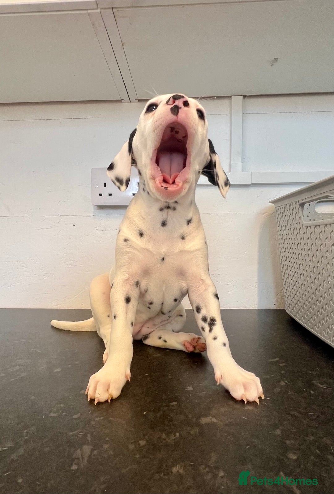 Dalmatian dogs for sale: 🐶 Two Beautiful Dalmatian Puppies!! 🐶  - Image 3