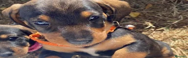 Dachshund 2
