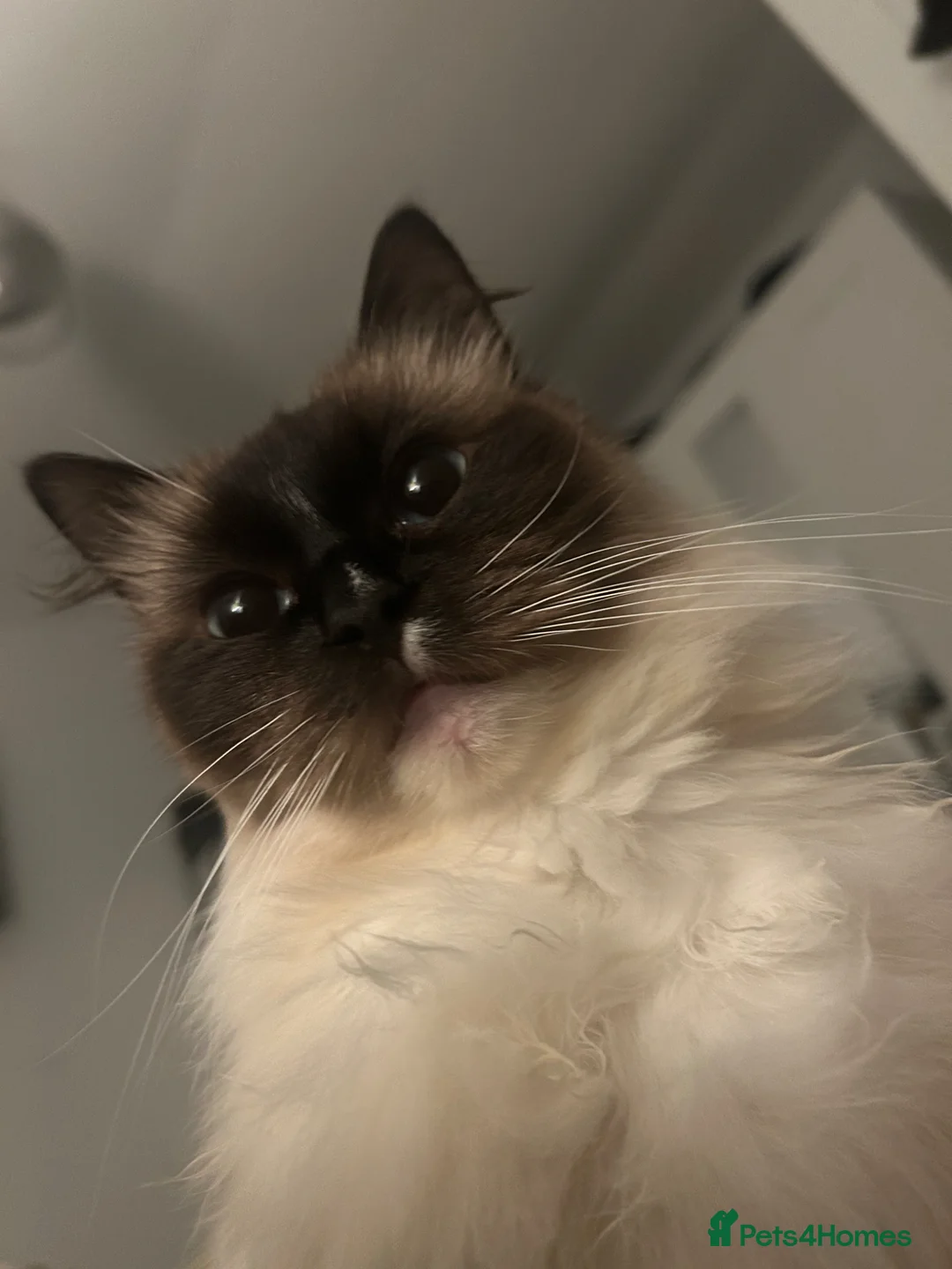 Ragdoll cats for sale: Stunning Ragdoll x in Bolton - Advert 1