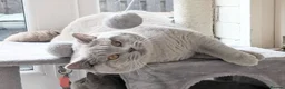 British Shorthair cats for stud: Outstanding champion lilac stud  - Advert 11