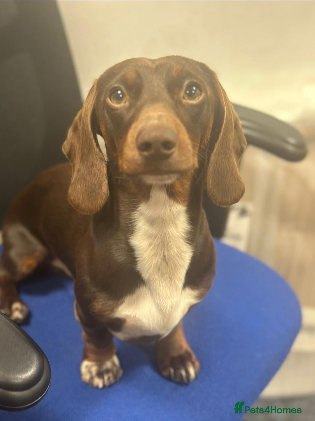Miniature Dachshund dogs for stud: Chocolate & Tan (carries long) Stud in Dalry - Image 3