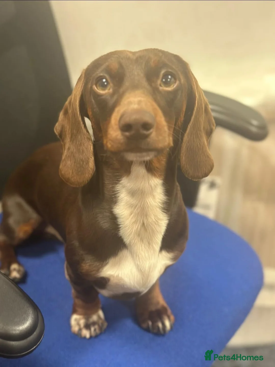 Miniature Dachshund dogs for stud: Chocolate & Tan (carries long) Stud in Dalry - Advert 3