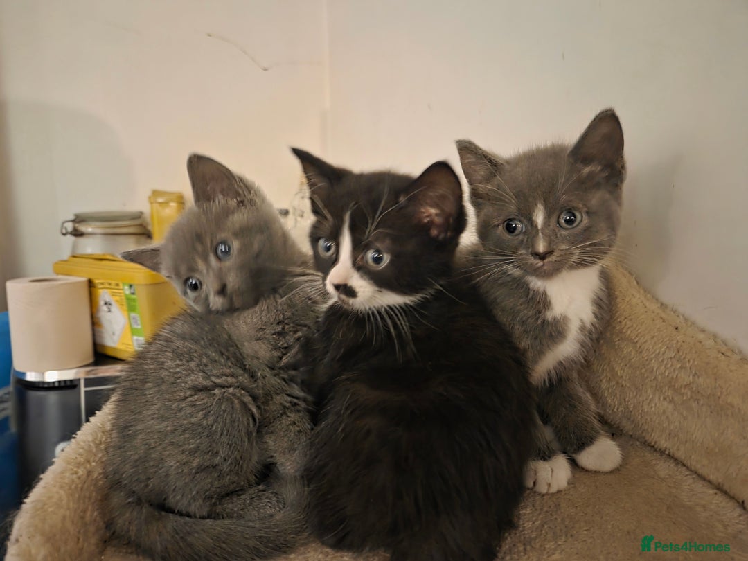 Mixed Breed cats for sale:  **  Beautiful  **  Kittens  **  - Advert 21