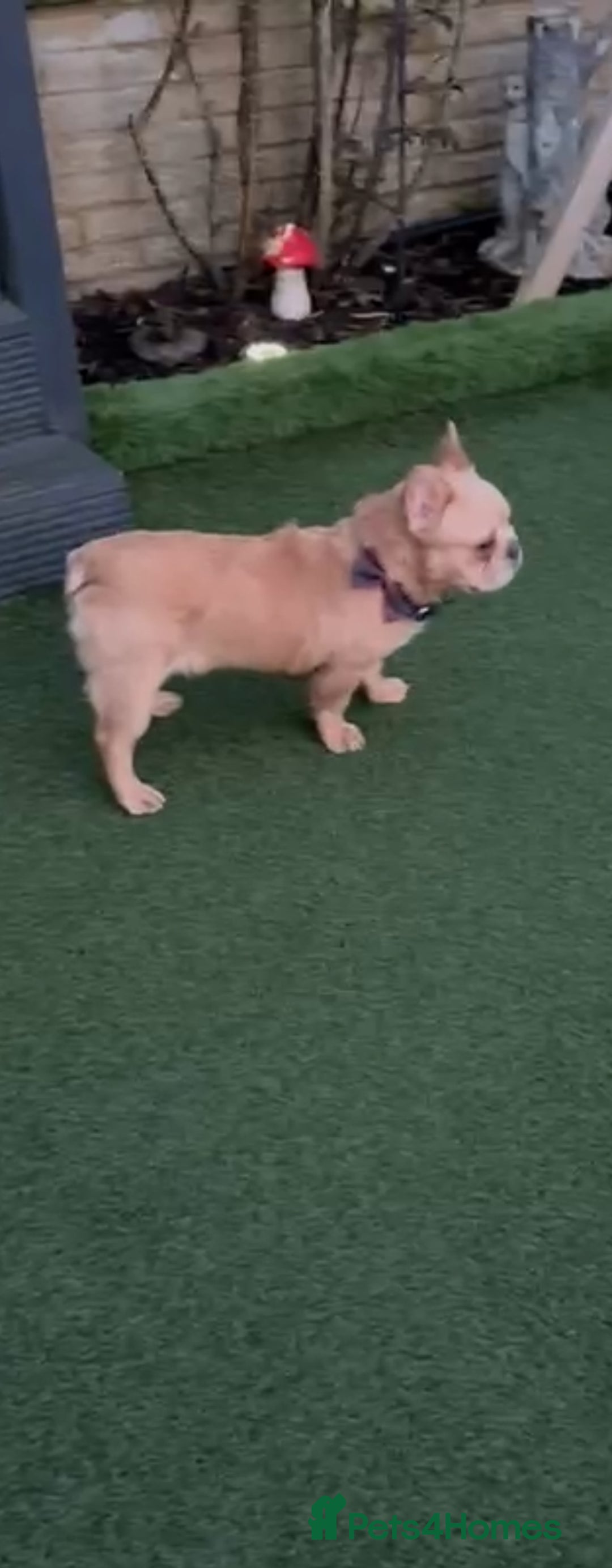 French Bulldog dogs for sale: French buldog visual fluffy male  - Image 4