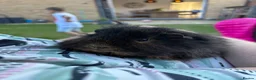Guinea Pig rodents for sale: Two bonded guinea pigs - Advert 1