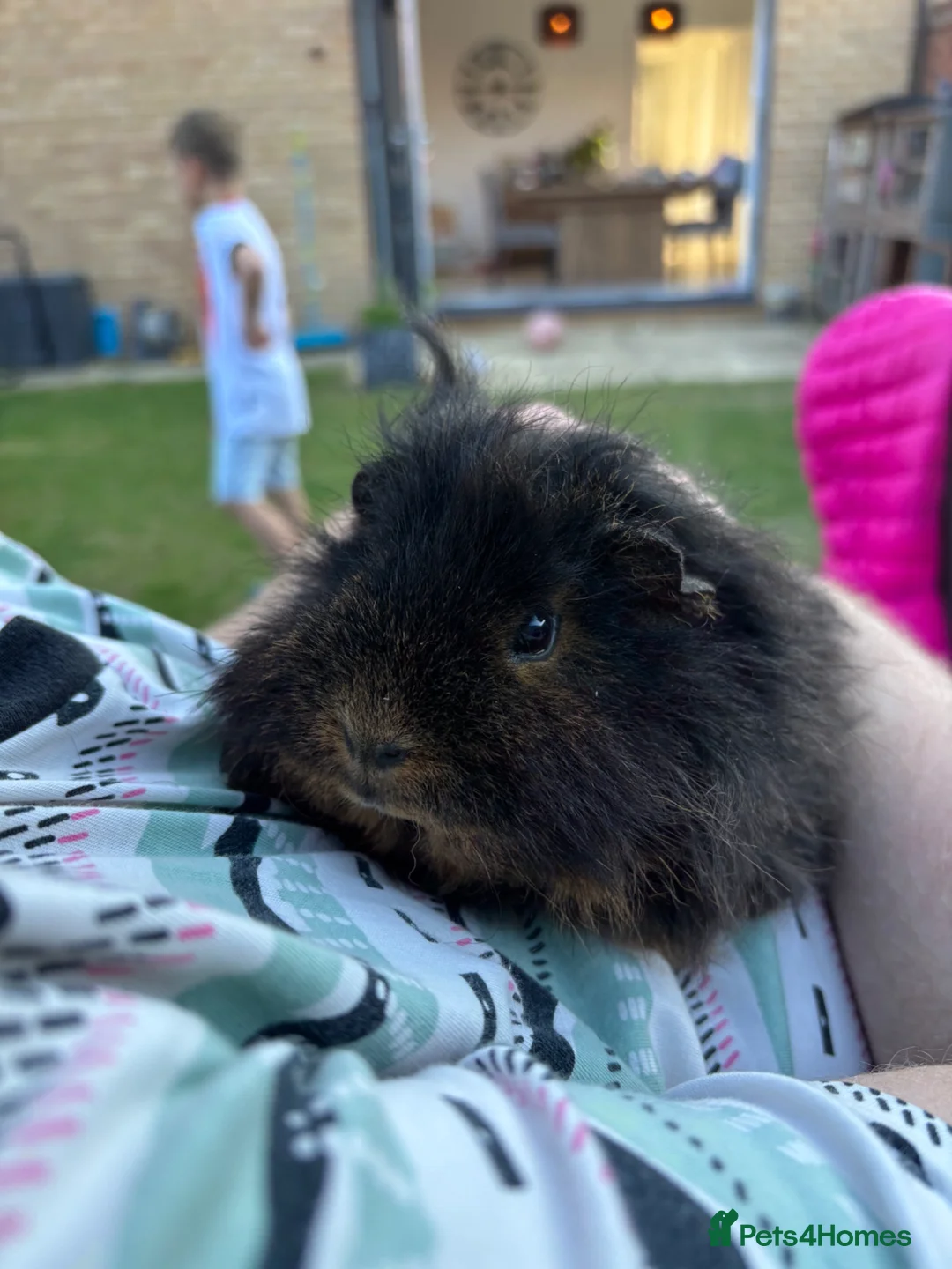 Guinea Pig rodents for sale: Two bonded guinea pigs - Advert 1