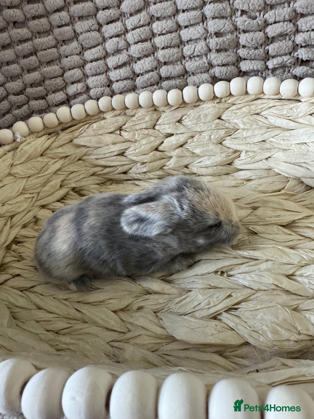 Mini Lop rabbits for sale: ✨ Beautiful Lops ✨  - Advert 13