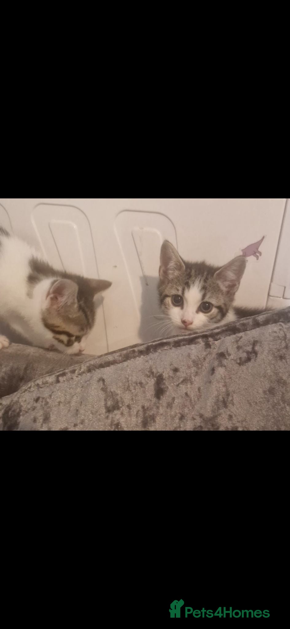 Mixed Breed cats 3 Kittens For Sale  - Advert 3