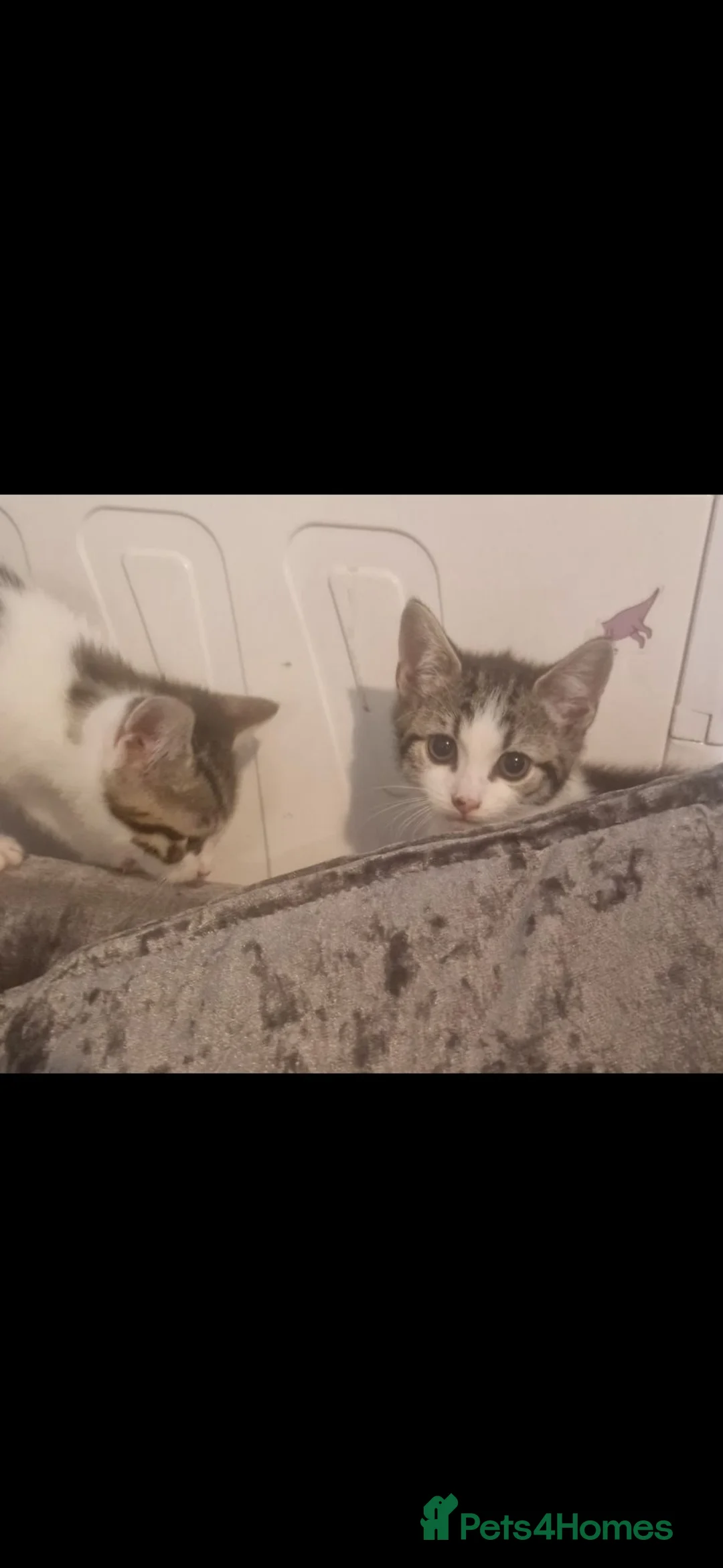 Mixed Breed cats for sale: 3 Kittens For Sale  - Advert 1