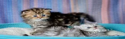 Persian cats for sale: Persian Chinchilla Kittens  - Advert 3
