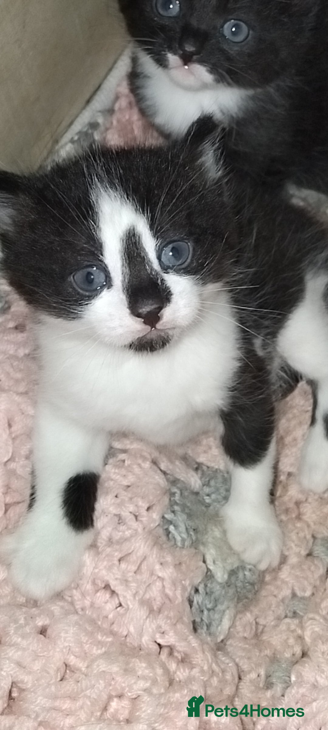 British Shorthair cats for sale: 2 male kittens FREE to Good homes only - Image 6