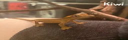 Gecko reptiles for sale: 2x Juvenile Crested Geckos  - Advert 1