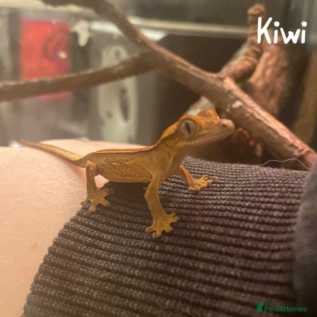 Gecko reptiles for sale: 2x Juvenile Crested Geckos  - Advert 1