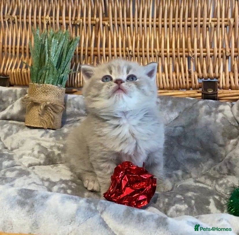 Scottish Fold cats 🧸😻CHAMPION LINE TICA ACTIVE SCOTTISH/BSH😻🧸 - Advert 1