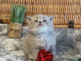 Scottish Fold cats 🧸😻CHAMPION LINE TICA ACTIVE SCOTTISH/BSH😻🧸 - Advert 5