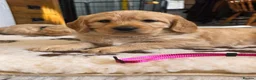 Labradoodle dogs for sale: DNA Health screened Miniature Labradoodles  - Advert 3
