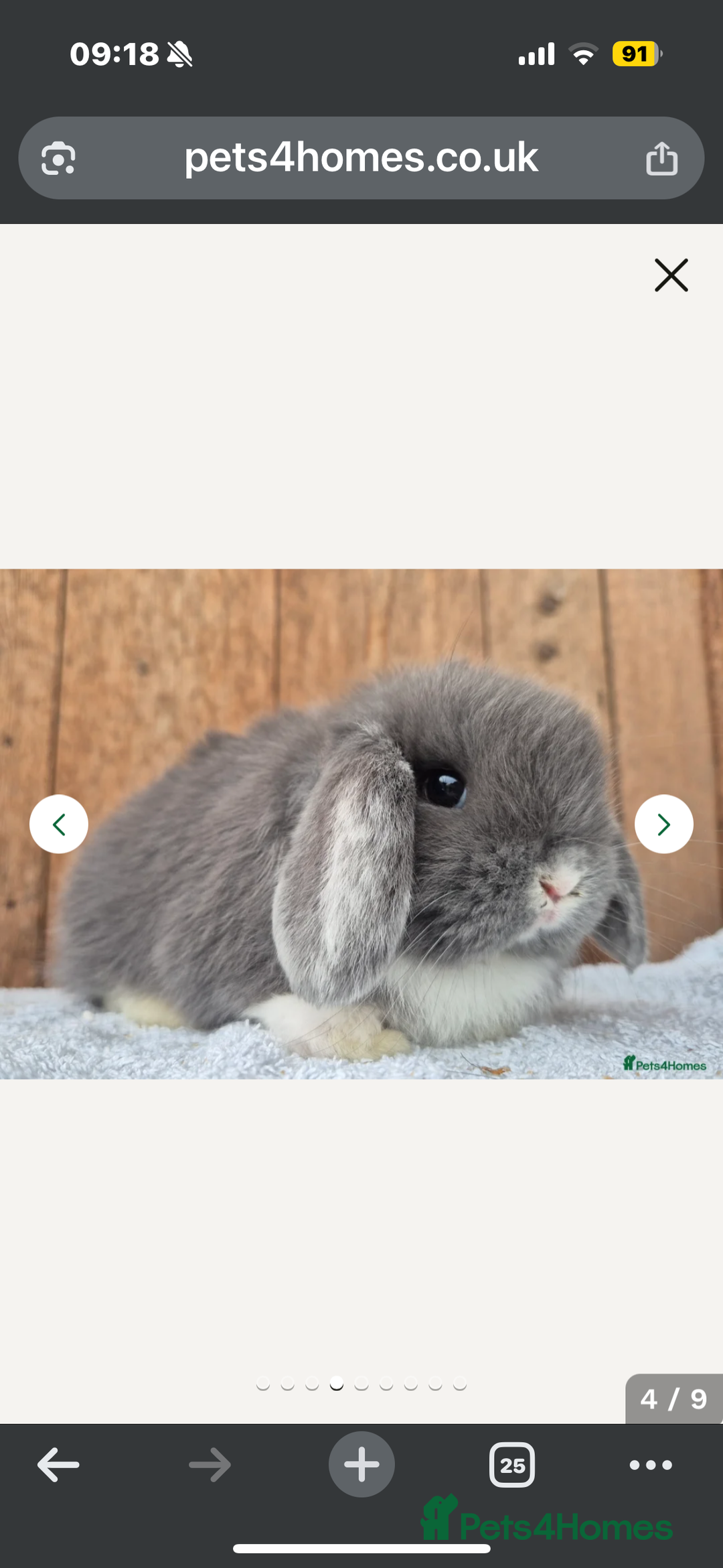 Mini Lop rabbits for sale: Min lop  - Image 3