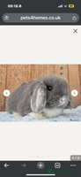 Mini Lop rabbits - Advert 6