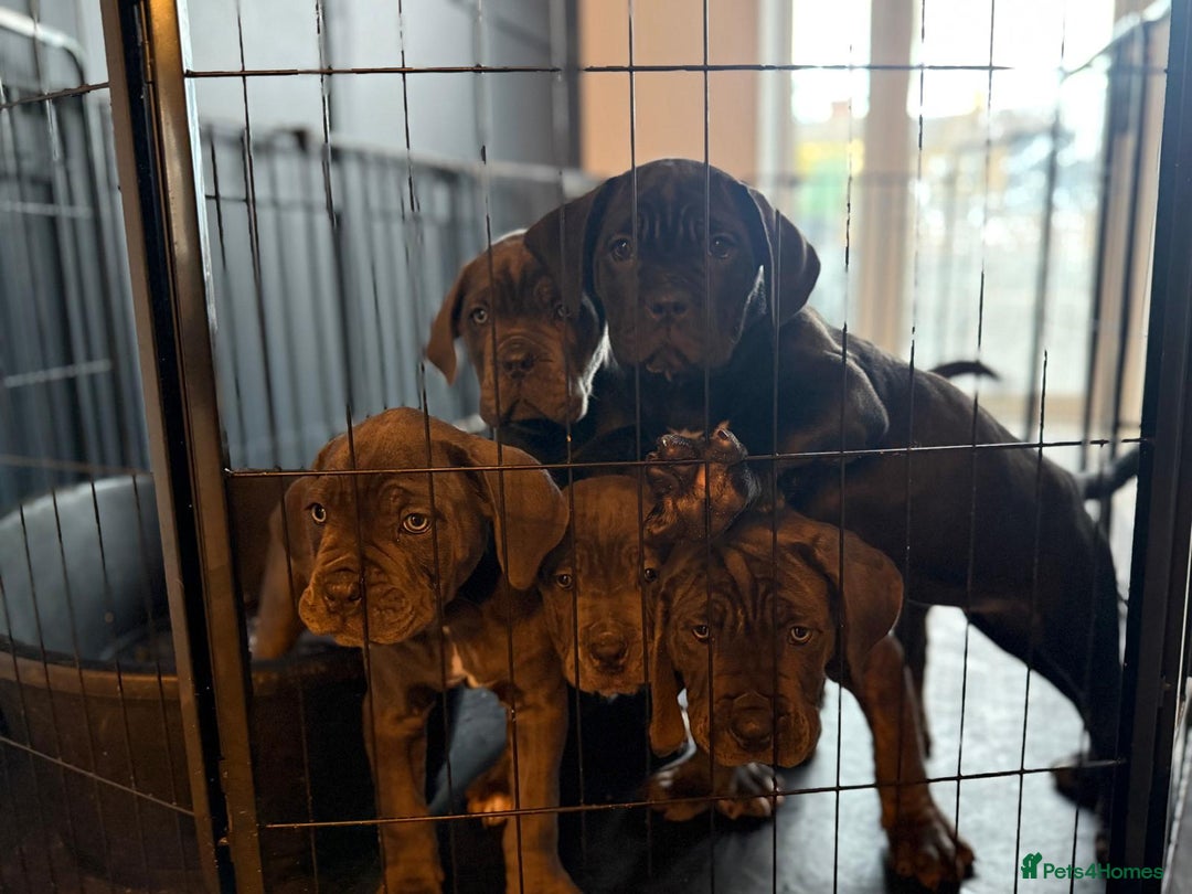 Cane Corso dogs for sale: EXCEPTIONAL PEDIGREE CANE CORSO PUPPIES - Advert 27