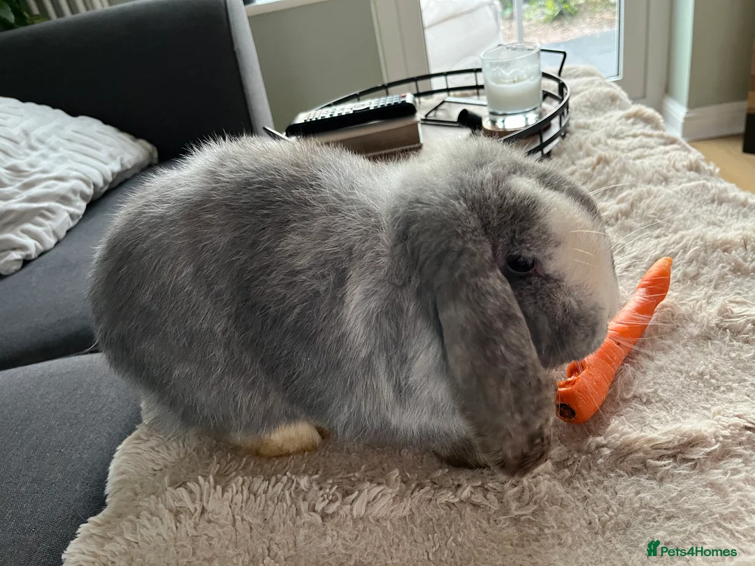 Mini Lop rabbits for sale: Boy Mini Lops looking for their forever home  🐰 - Advert 10