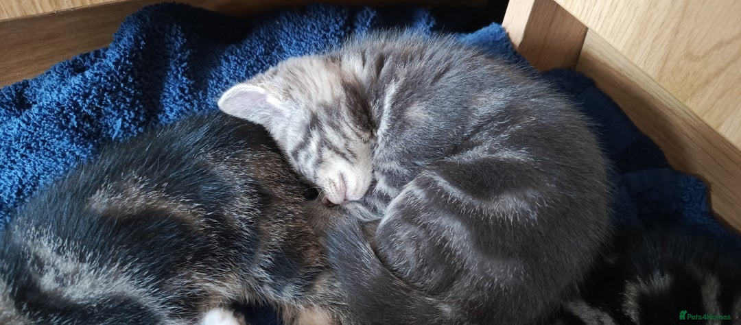Mixed Breed cats for sale: 3 beautiful kittens looking for their forever home - Image 4