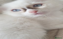 Ragdoll cats for sale: GCCF Chocolate Point with White Bi-color Kittens - Image 30