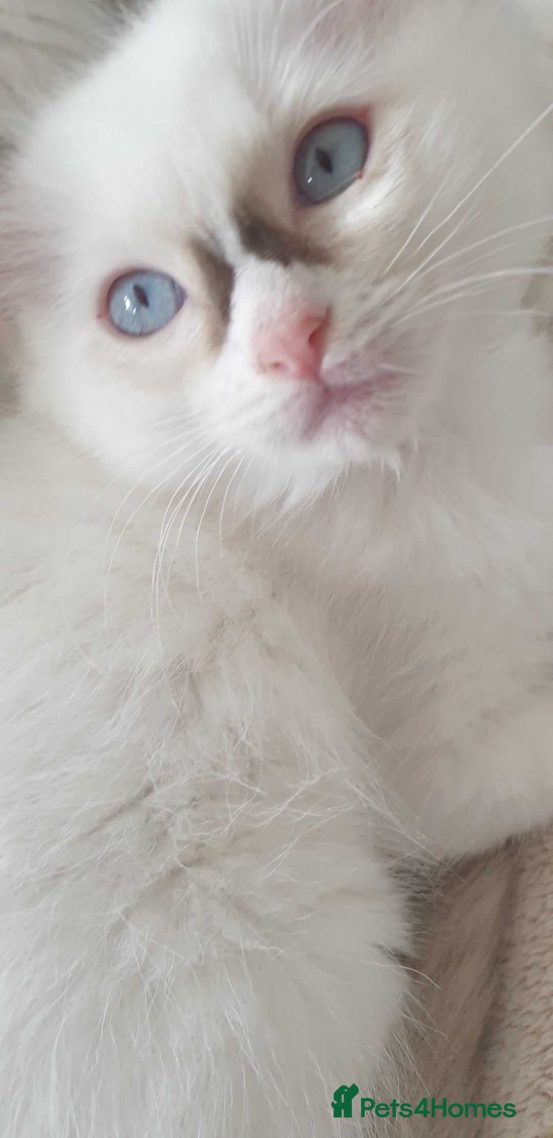 Ragdoll cats for sale: GCCF Chocolate Point with White Bi-color Kittens - Image 30