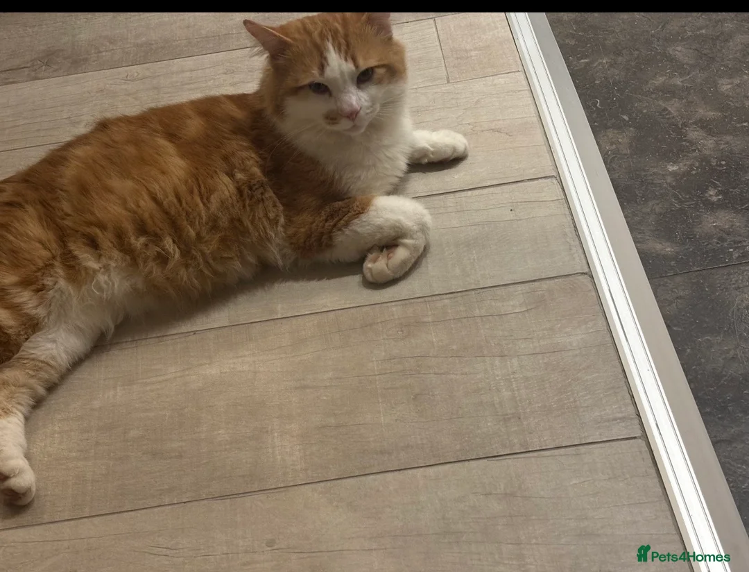 Mixed Breed cats for sale: Kitten  - Advert 4