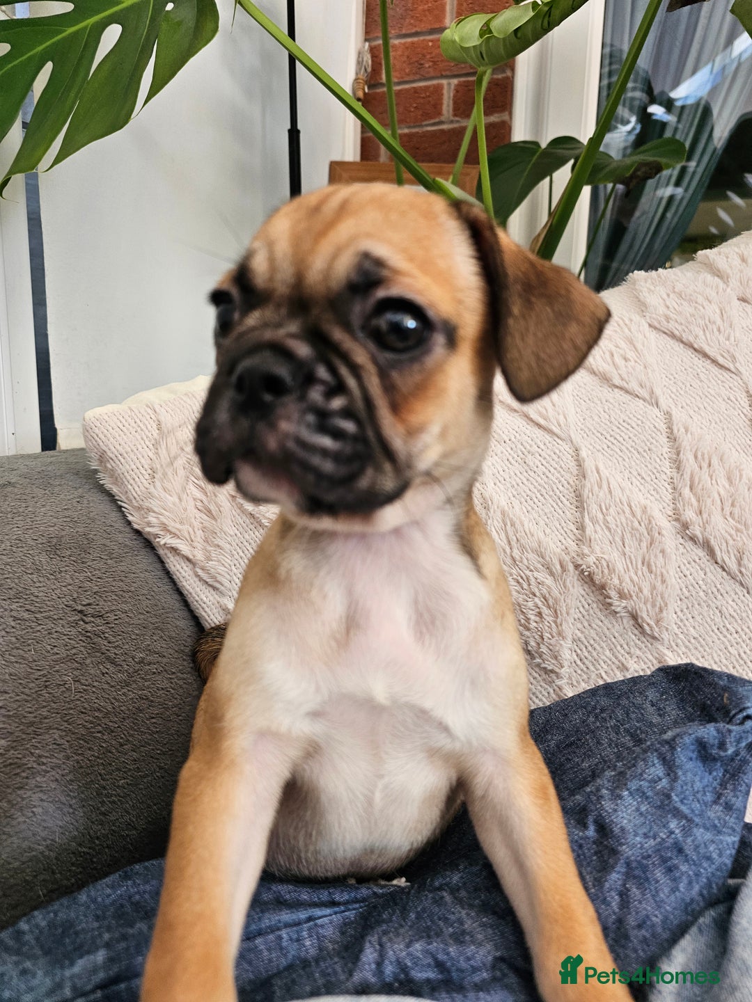 Frug dogs for sale: Frug puppies - Image 9