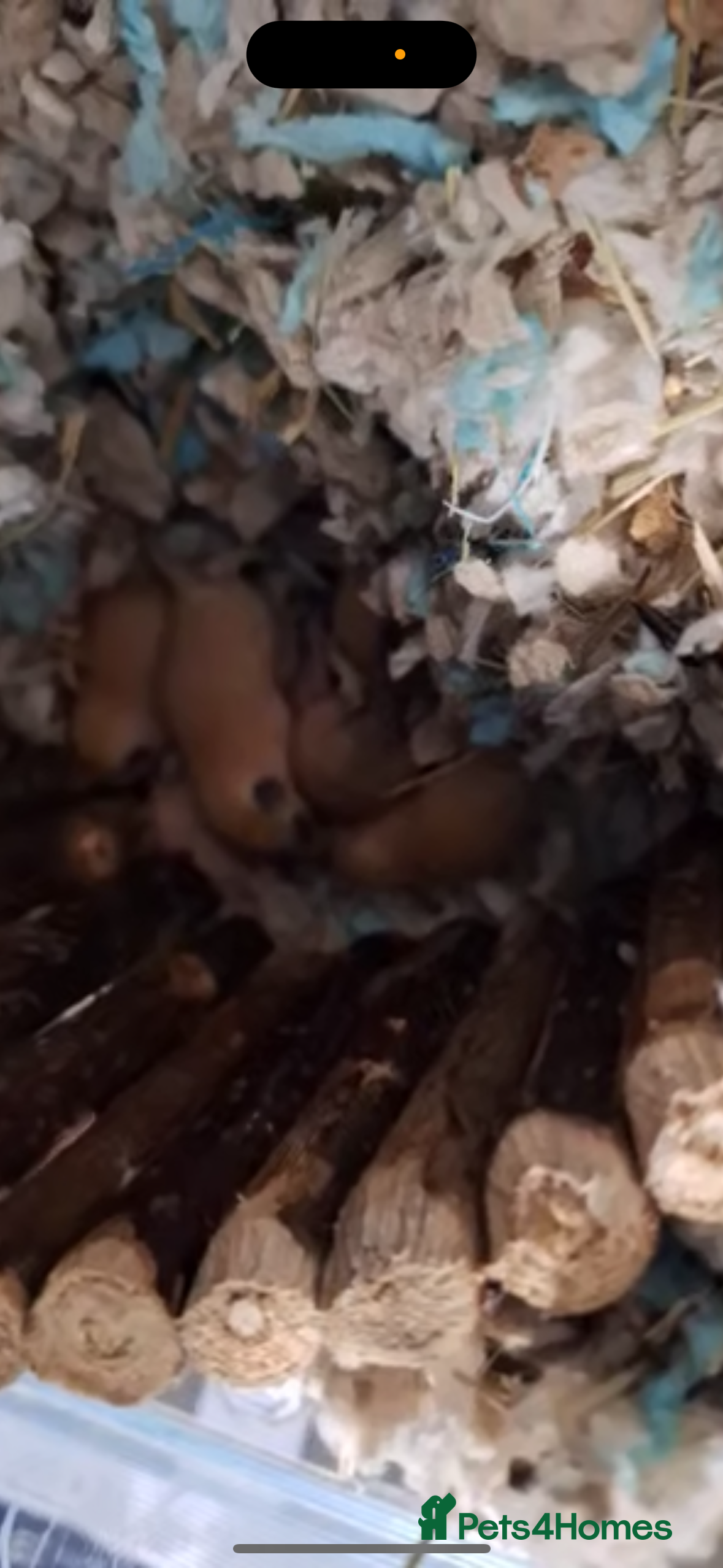 Gerbil rodents Baby gerbils for sale  - Advert 10