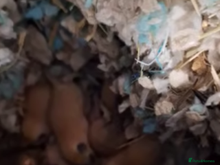 Gerbil rodents Baby gerbils for sale - Advert 13