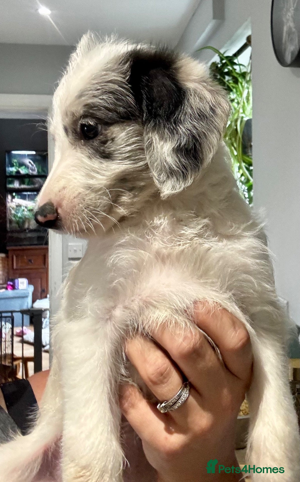 Mixed Breed dogs for sale: Gorgeous Whippet x Poodle puppies - Advert 1